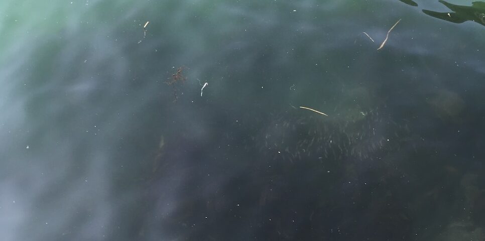 海の中が見える浅場
