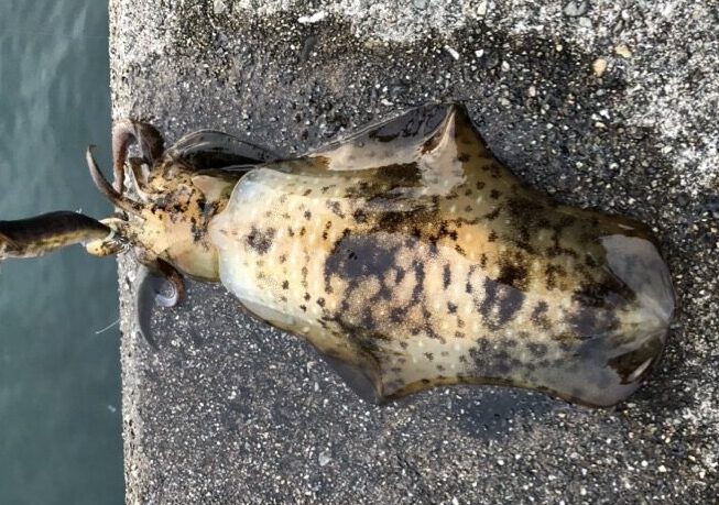 濡らした堤防の上に、足を海側へ向けて置いたアオリイカ