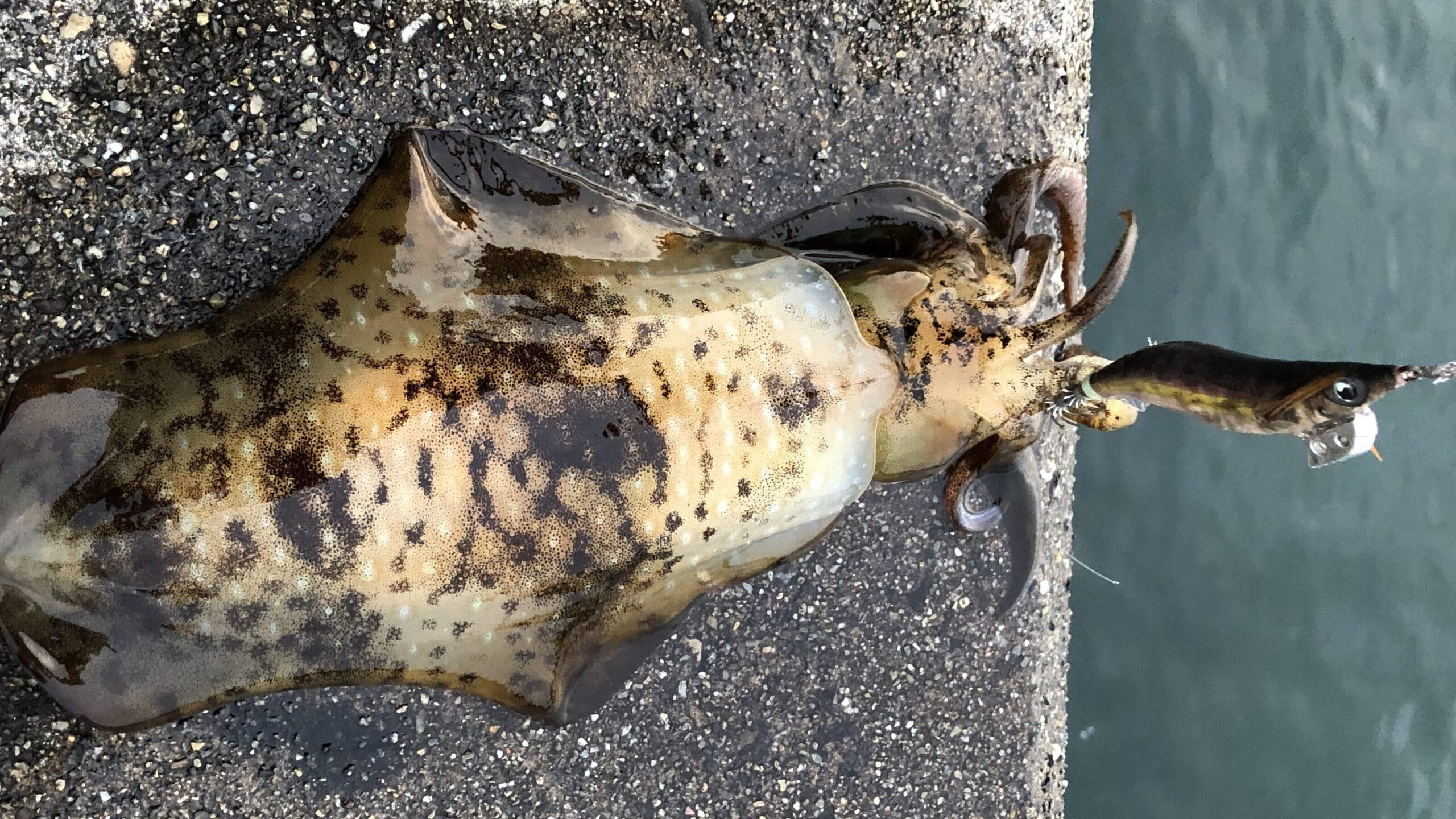 エギで釣ったアオリイカ