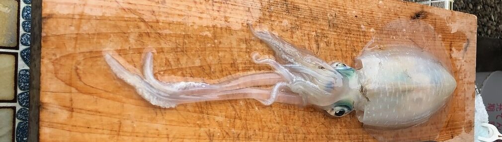 捌く前のアオリイカ