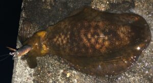 釣り上げたアオリイカ