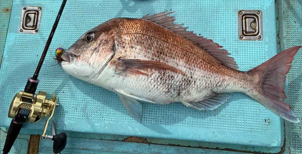 別日の釣行でタイラバで釣った真鯛とタイラバタックル