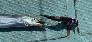 紫色のタチウオテンヤと釣り上げたタチウオ